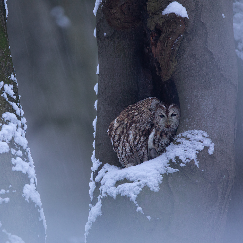 winterliches Kuscheln