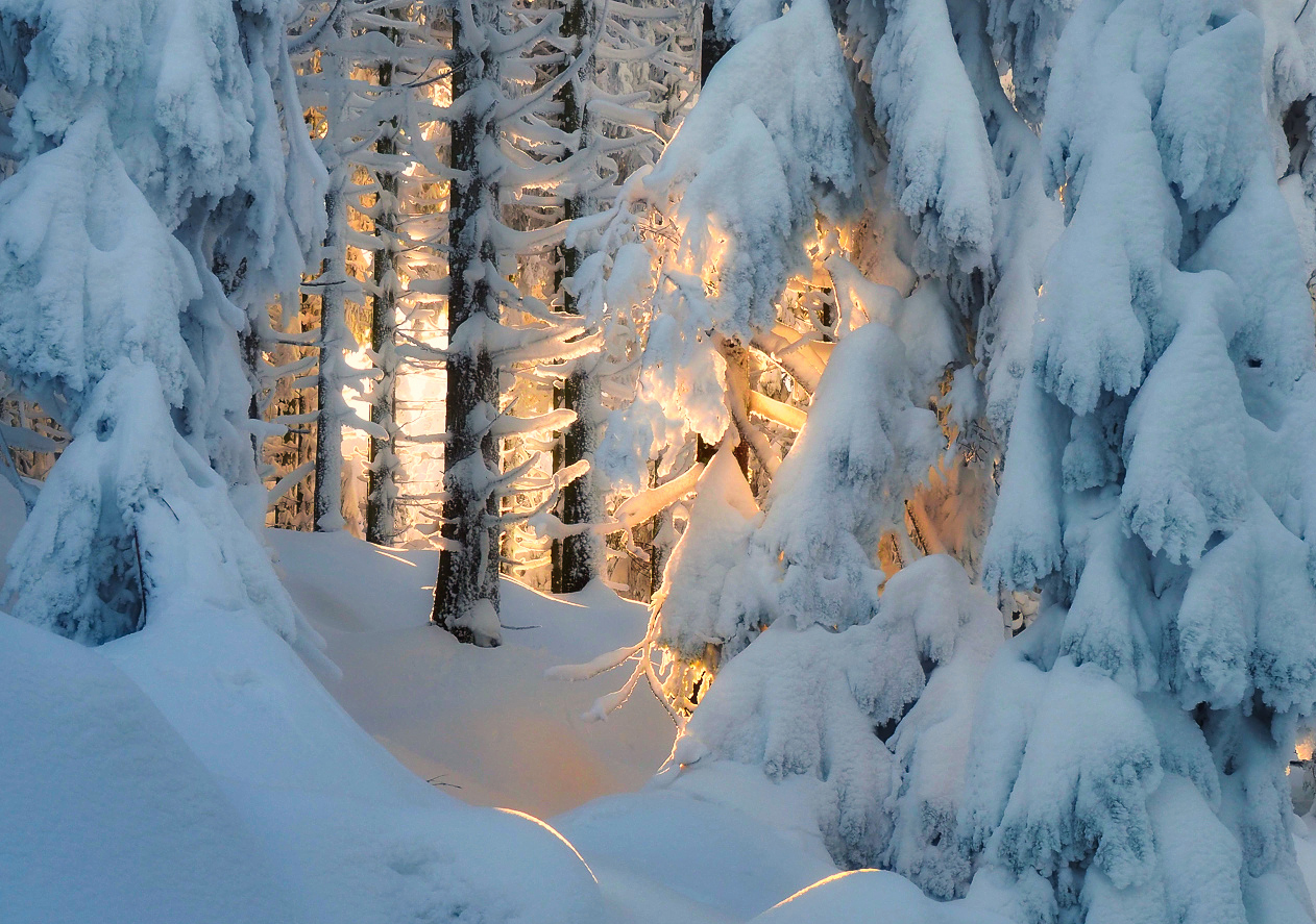 Winterbild (Forum für Naturfotografen)