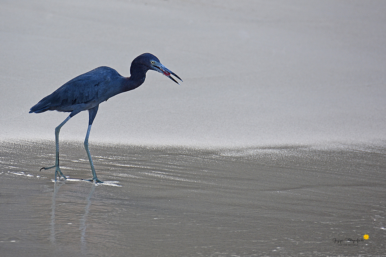 Blaureiher (Egretta caerulea)