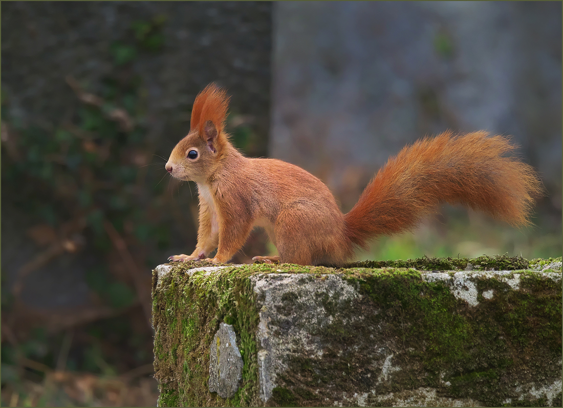 *Eurasisches Eichhörnchen*