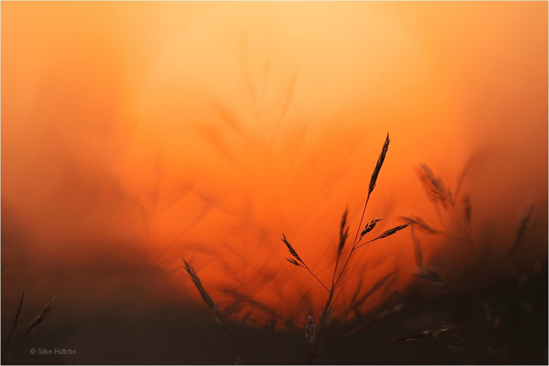 Gräser im Sonnenuntergang
