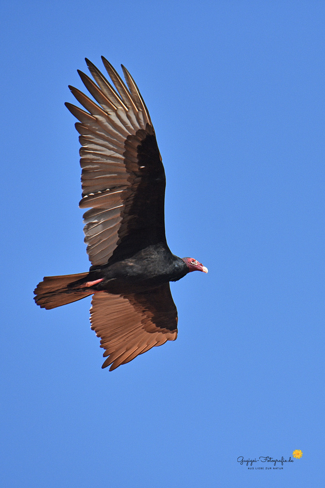 Truthahngeier  (Cathartes aura)