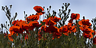 Mohn