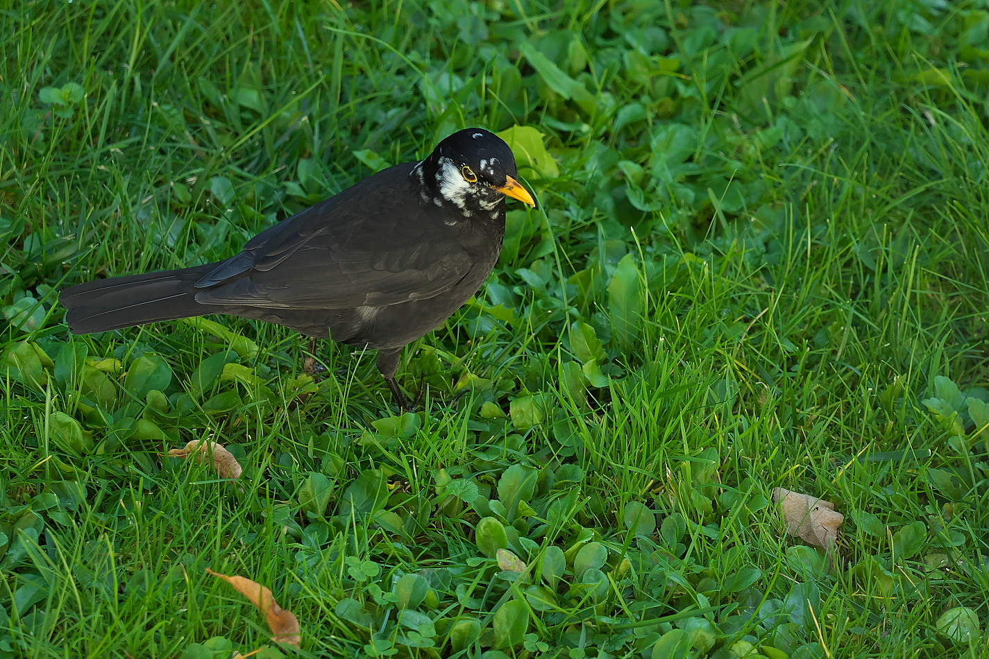 Amsel