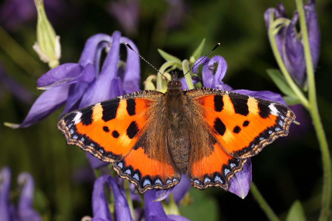 Vom Ei zum Schmetterling - der Kleine Fuchs - die Metamorphose