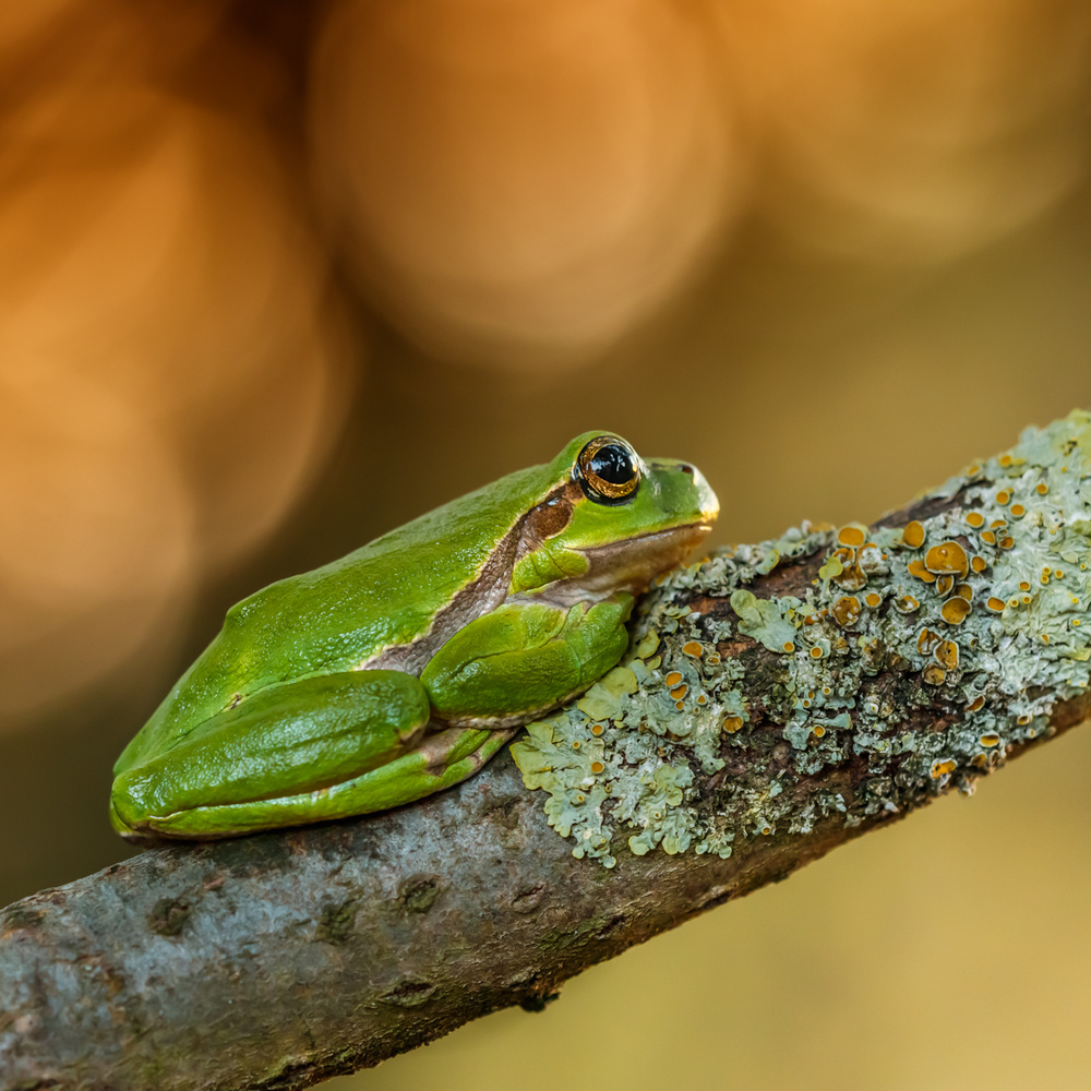 Laubfrosch im Abendlicht