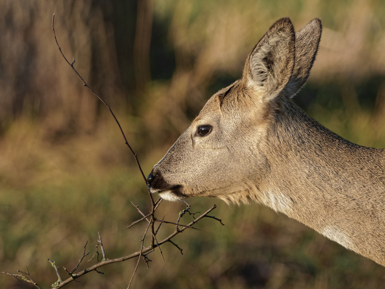 Rehwild  _alles Feinschmecker