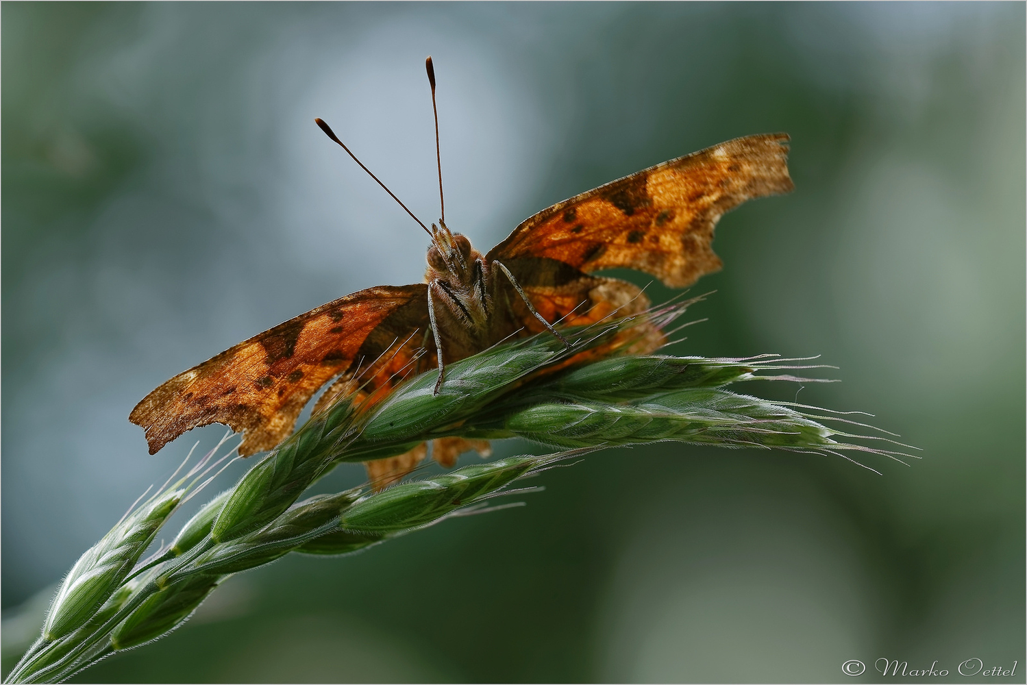 C-Falter (Polygonia c-album)