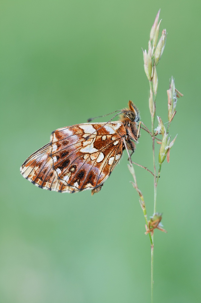 Boloria dia