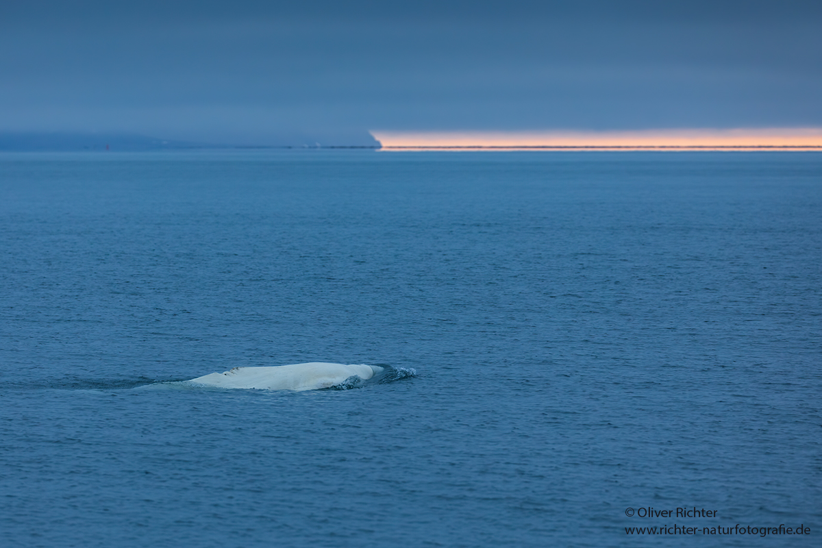 Beluga - Weißwal - Delphinapterus leucas