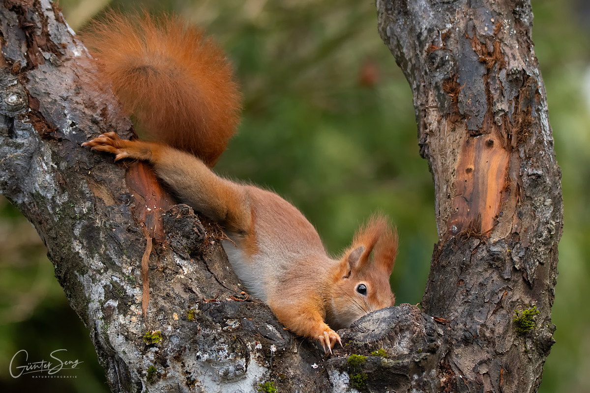 Stretching und der Baumgabel