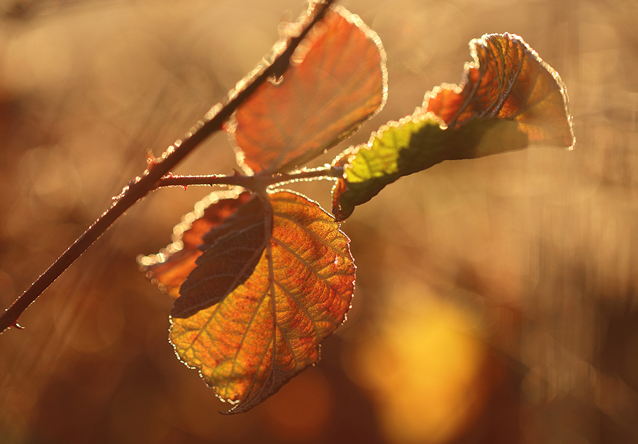 kalter Morgen - warmes Licht