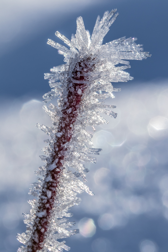 Zauberhafter Frost