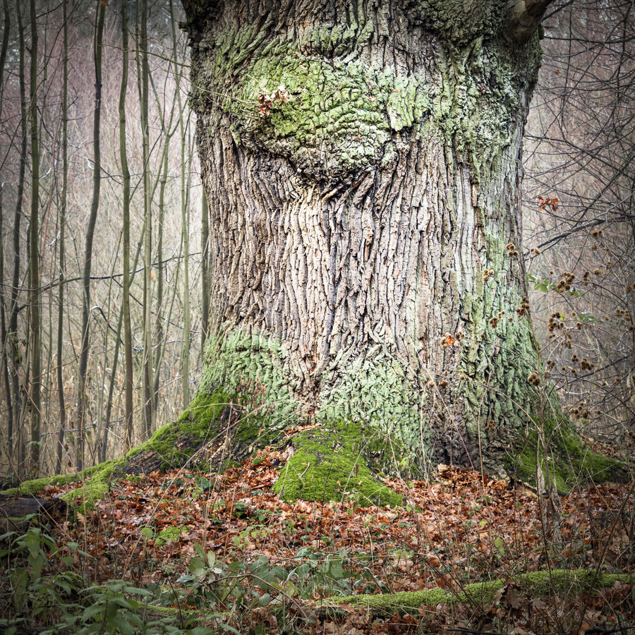 Urahn (Forum für Naturfotografen)