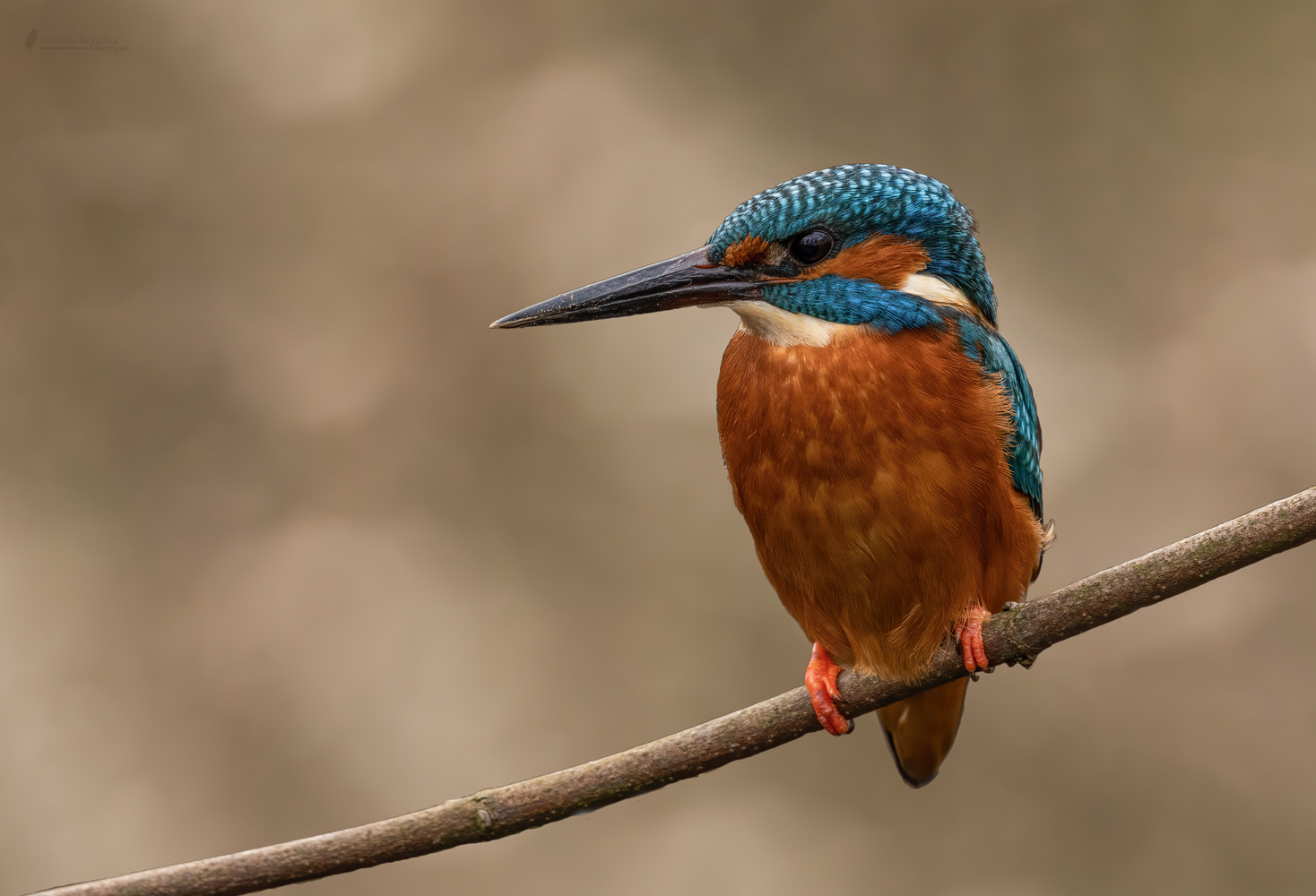 Eisvogel
