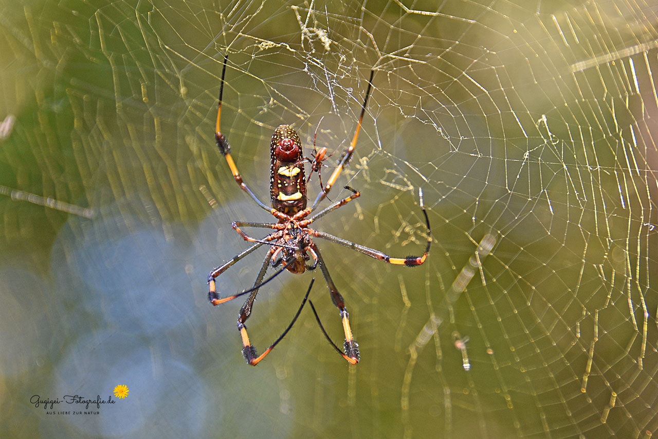 Goldene Seidenspinne (Nephila clavipes)