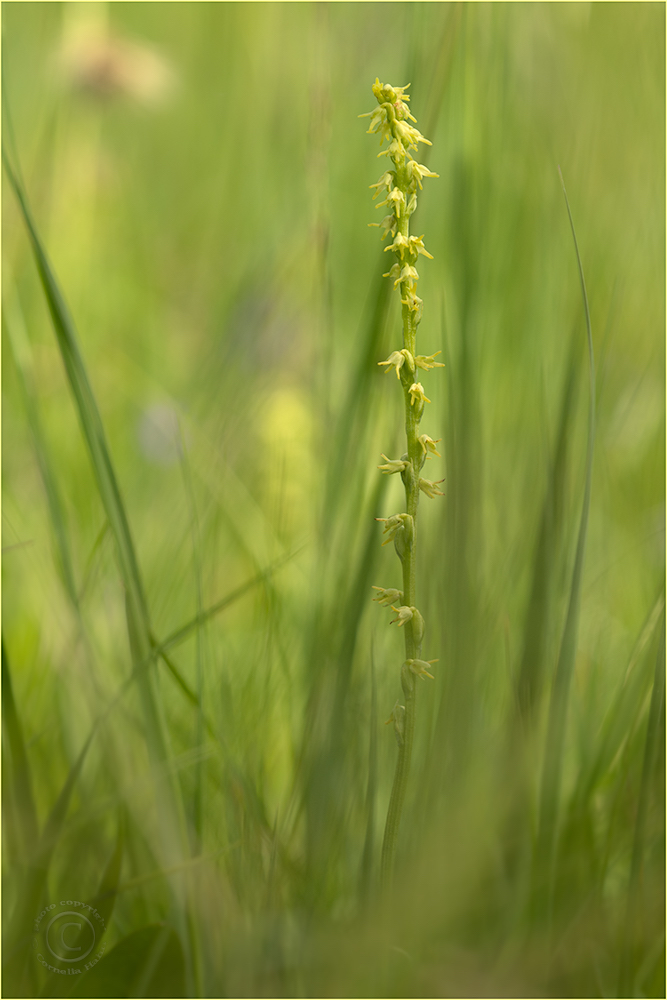 Einknollige Honigorchis (Herminium monorchis)