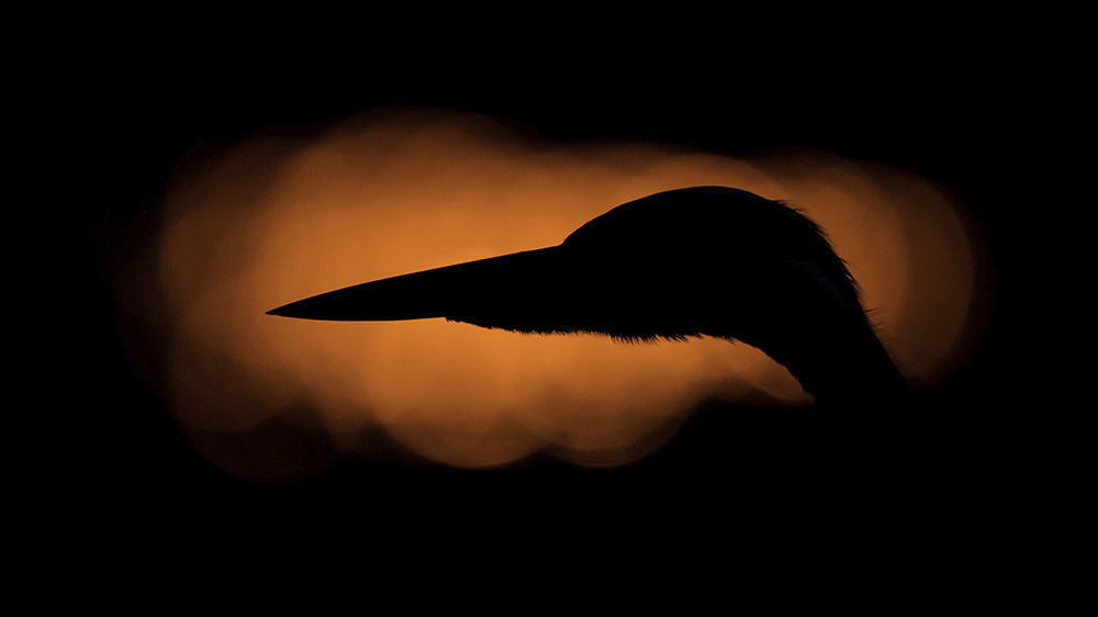 Jäger der Nacht