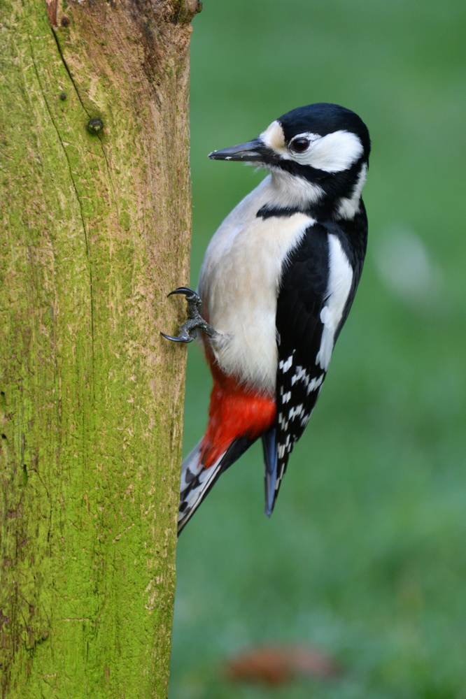 Buntspechtweibchen