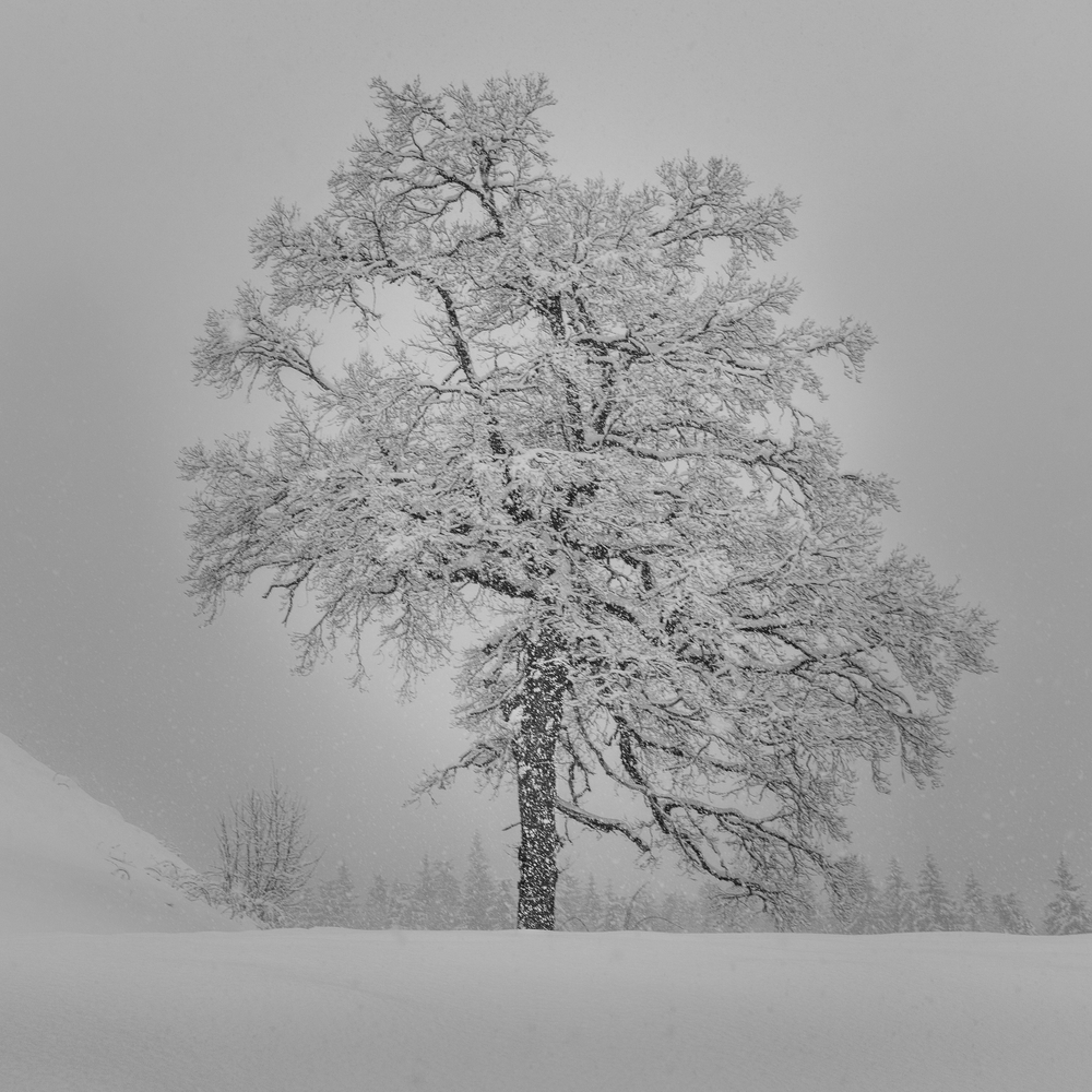Kurzzeitwinter