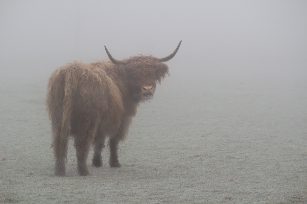 Schottisches Hochlandrind im Nebel