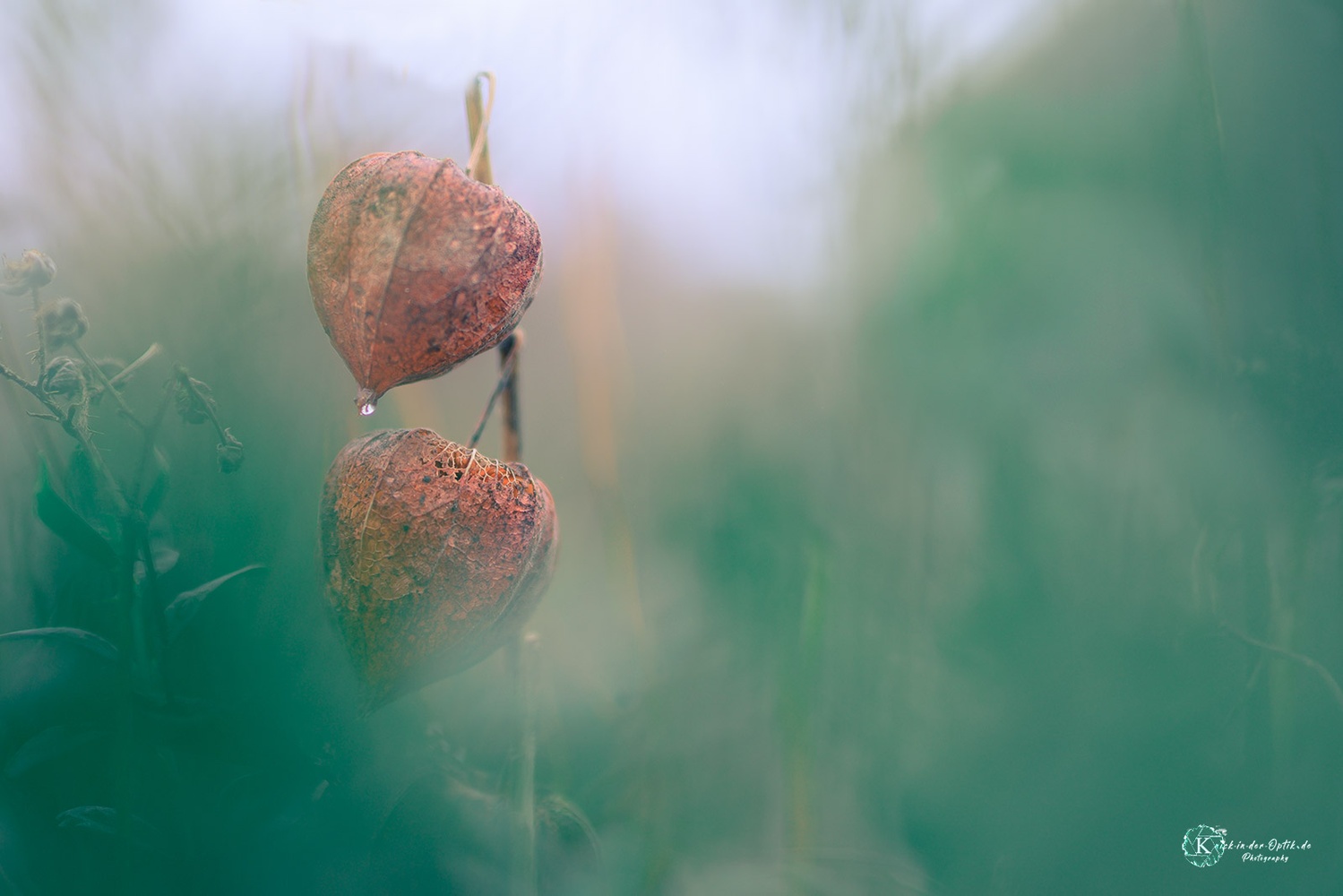 Physalis im Buchs