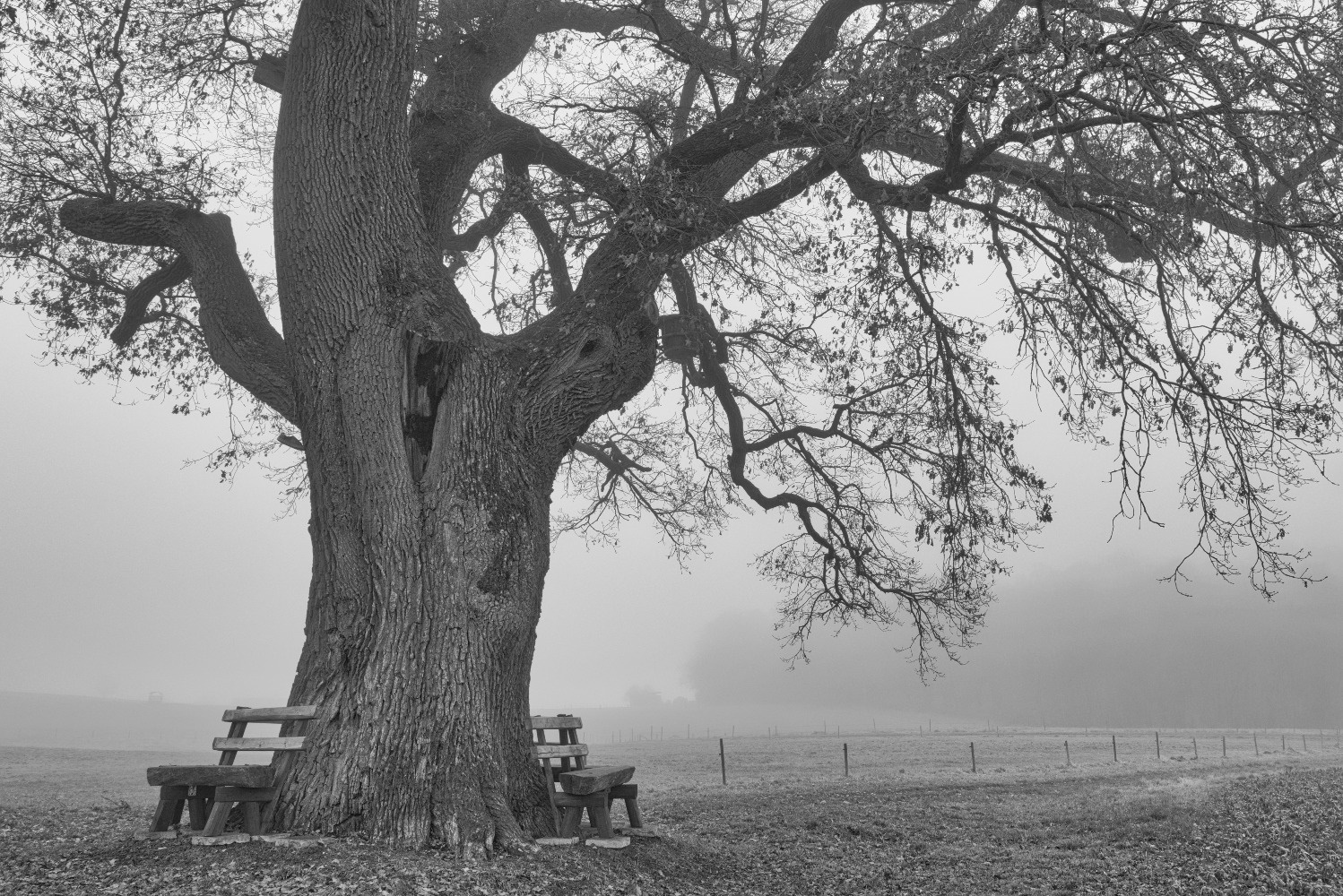 Nebel-Eiche in SW