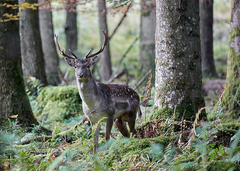 Waldläufer