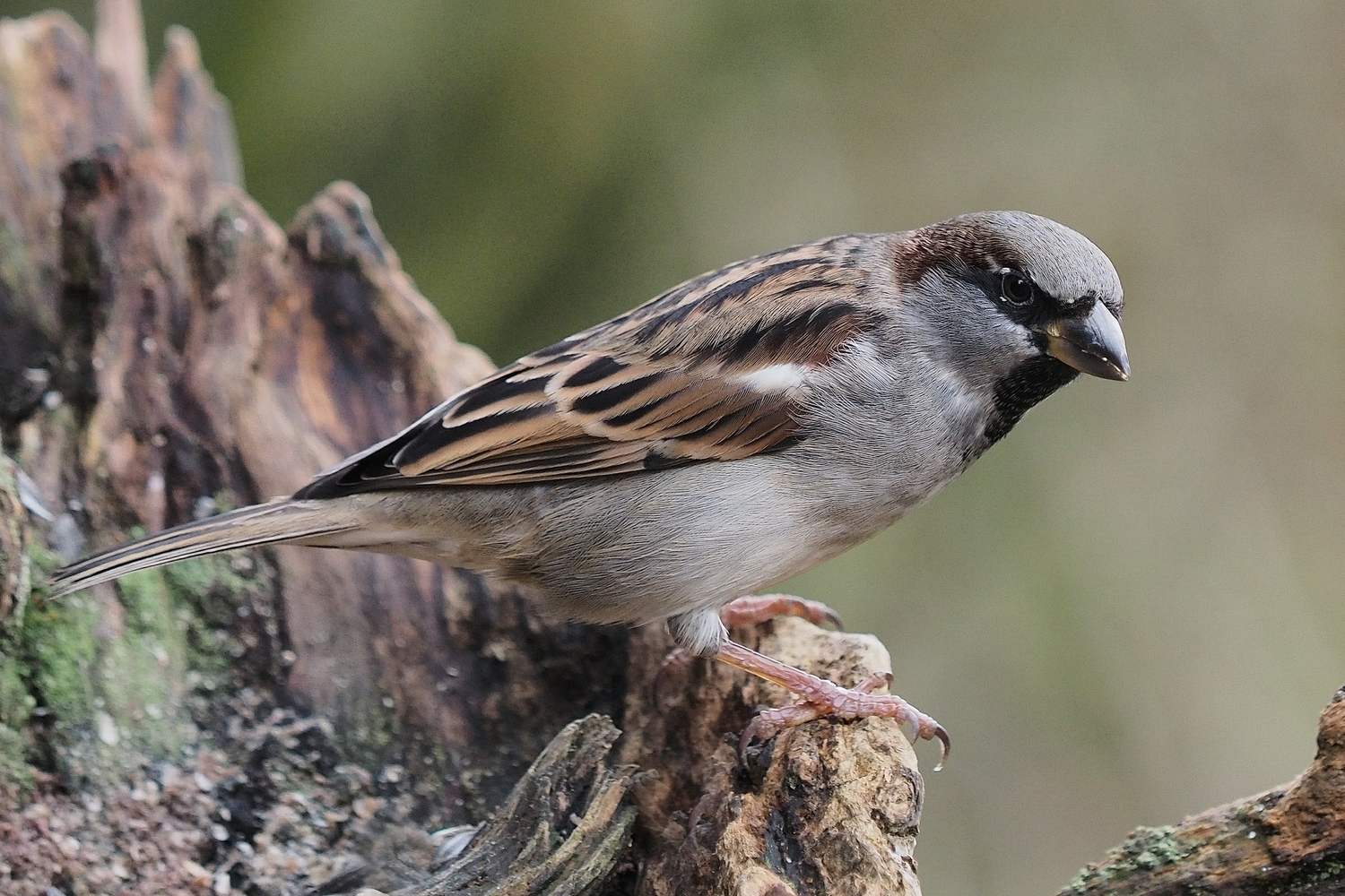 Der Spatz vom Futterplatz