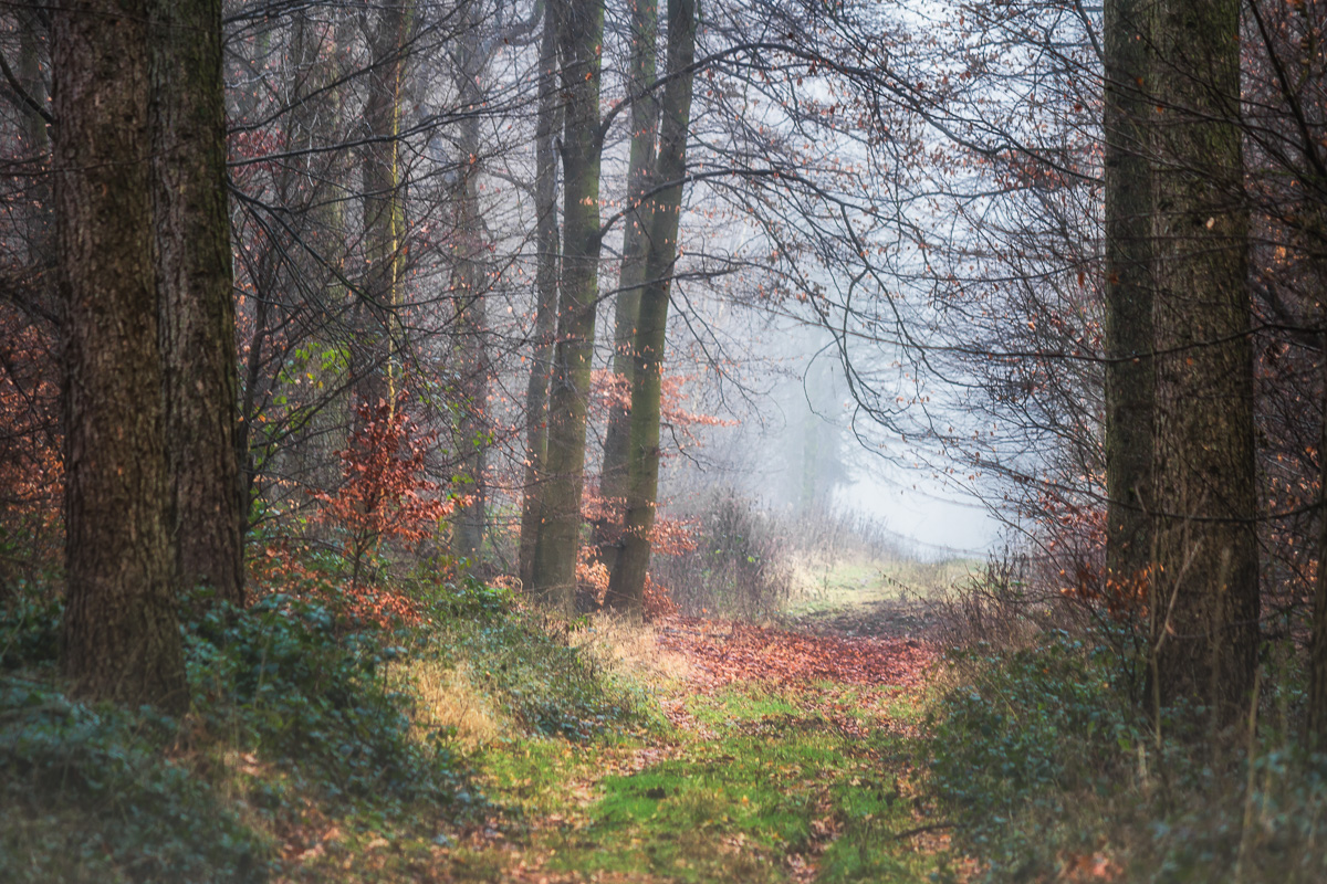 Letzter Nebel im Wald