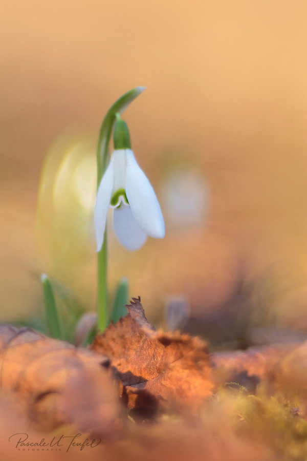 Ein Glöckchen läutet das Frühjahr ein