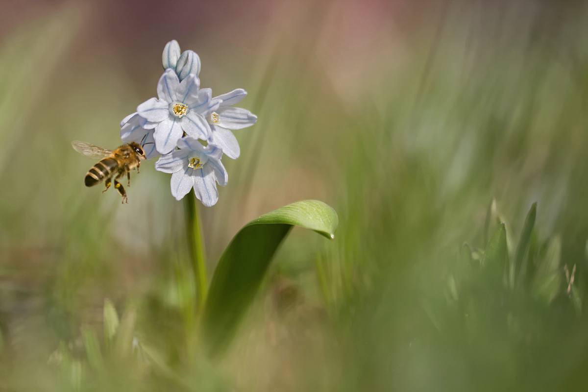 Scilla...