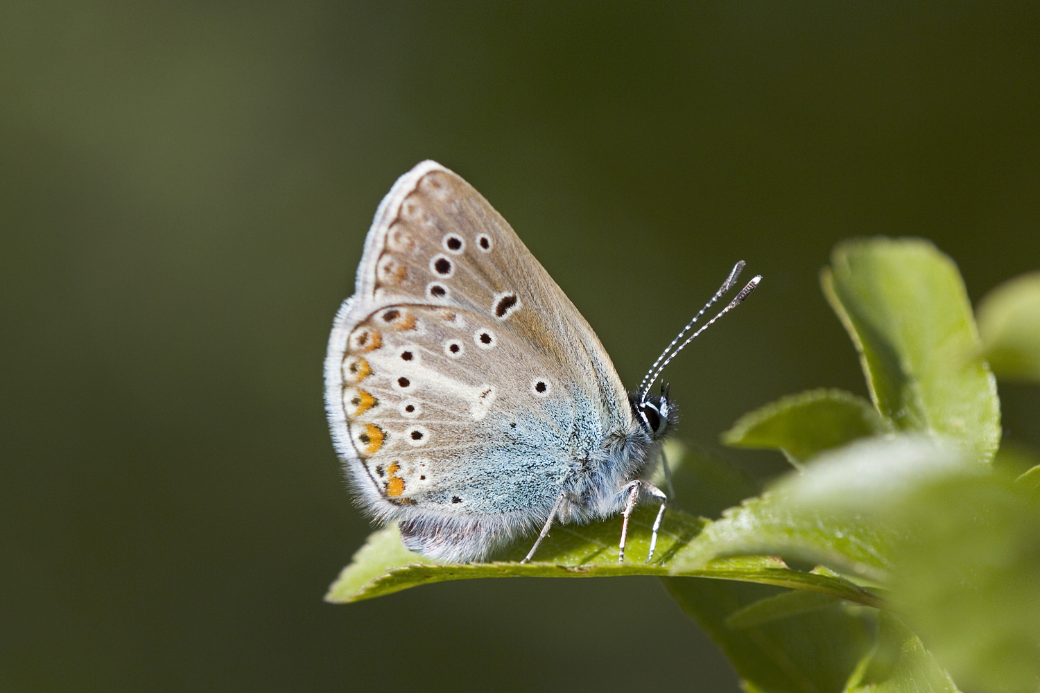 Storchschnabel Bläuling