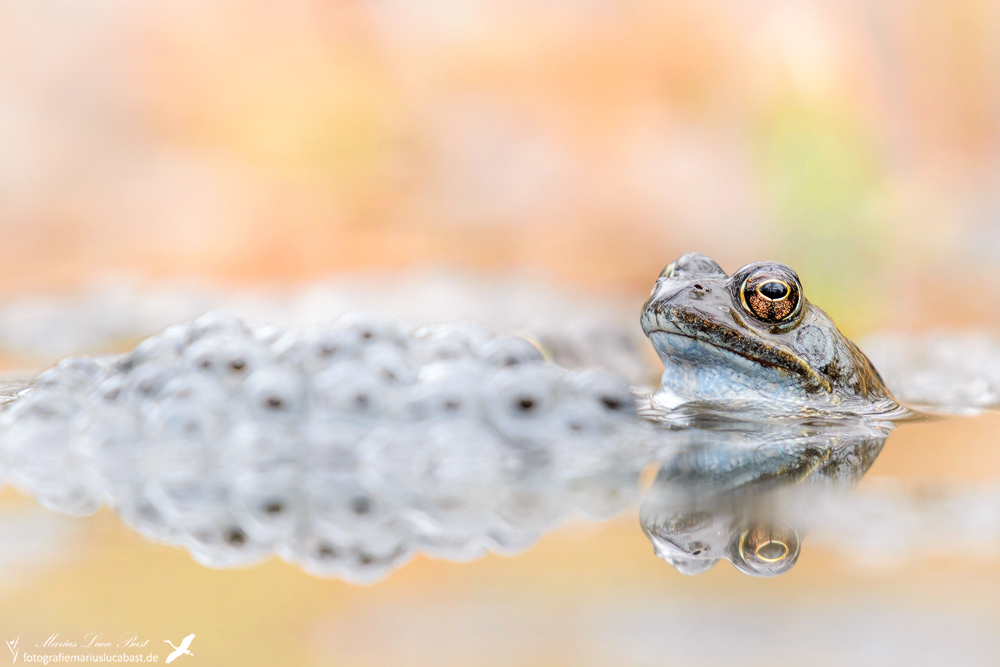 Grasfrosch (Rana temporaria)