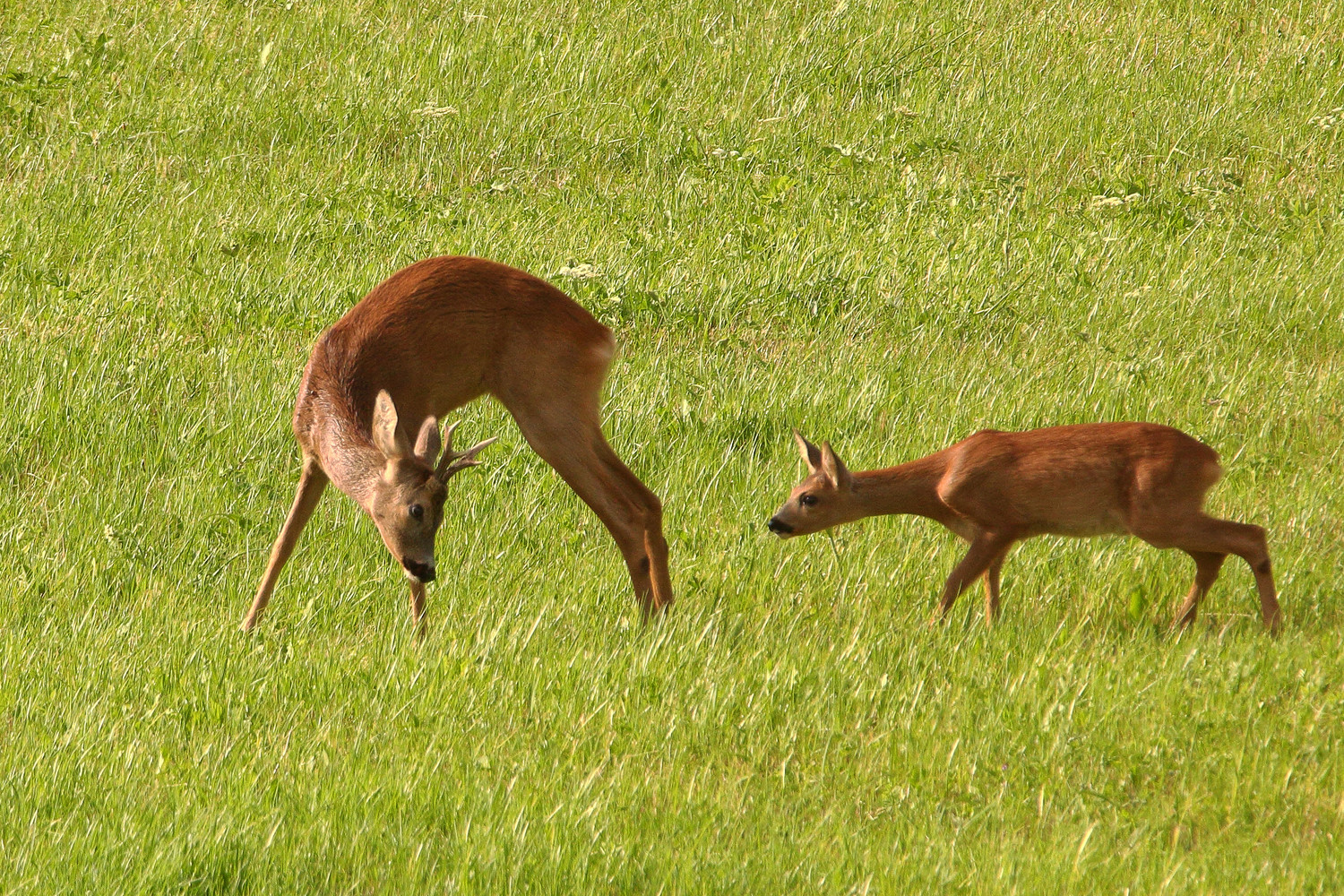 Rehwild   _Unstimmigkeiten im Paradies  :-)