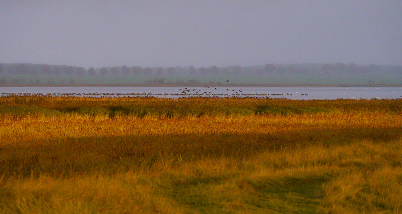 Nebel, Gänse, Gras