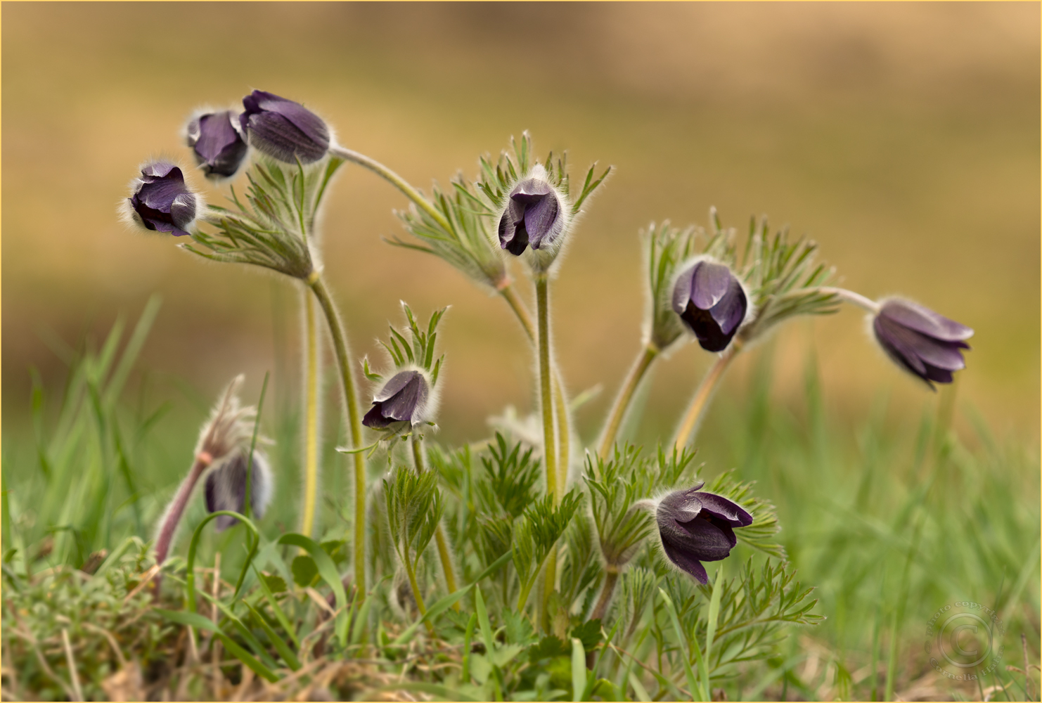 Berg-Küchenschelle (Pulsatilla montana)