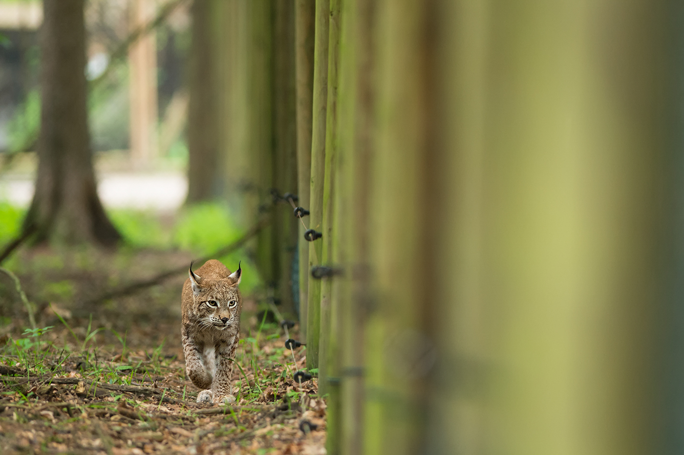 Wildpark Poing