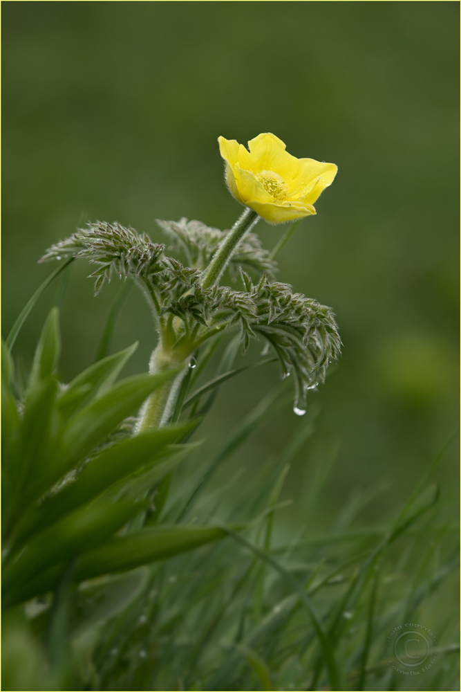 Schwefel-Anemone (Pulsatilla alpina subsp. apiifolia)