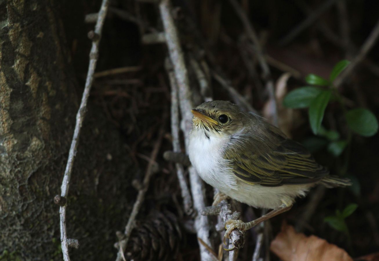 Berglaubsänger II