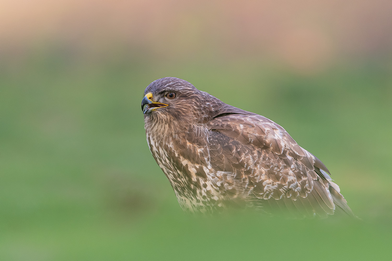 Bussard