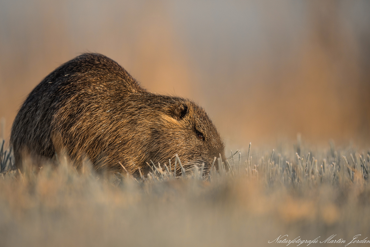 Nutria