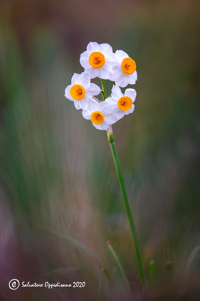 Narcissus tazetta