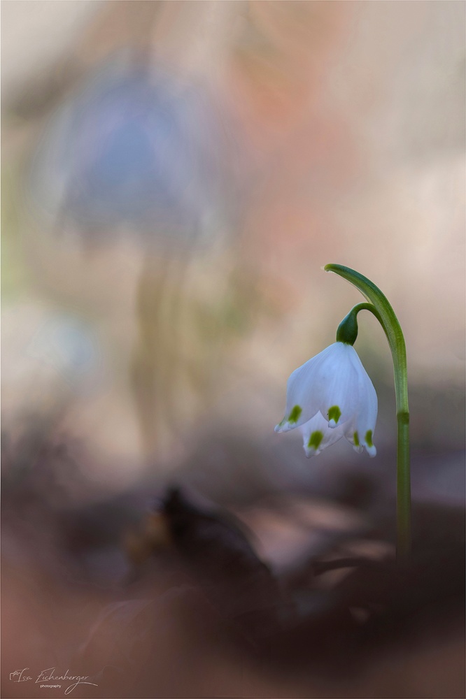 Frühlingsknotenblume
