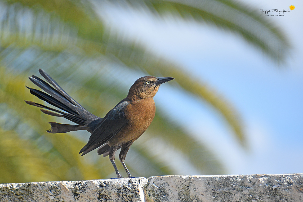 Wohlklingende Amsel