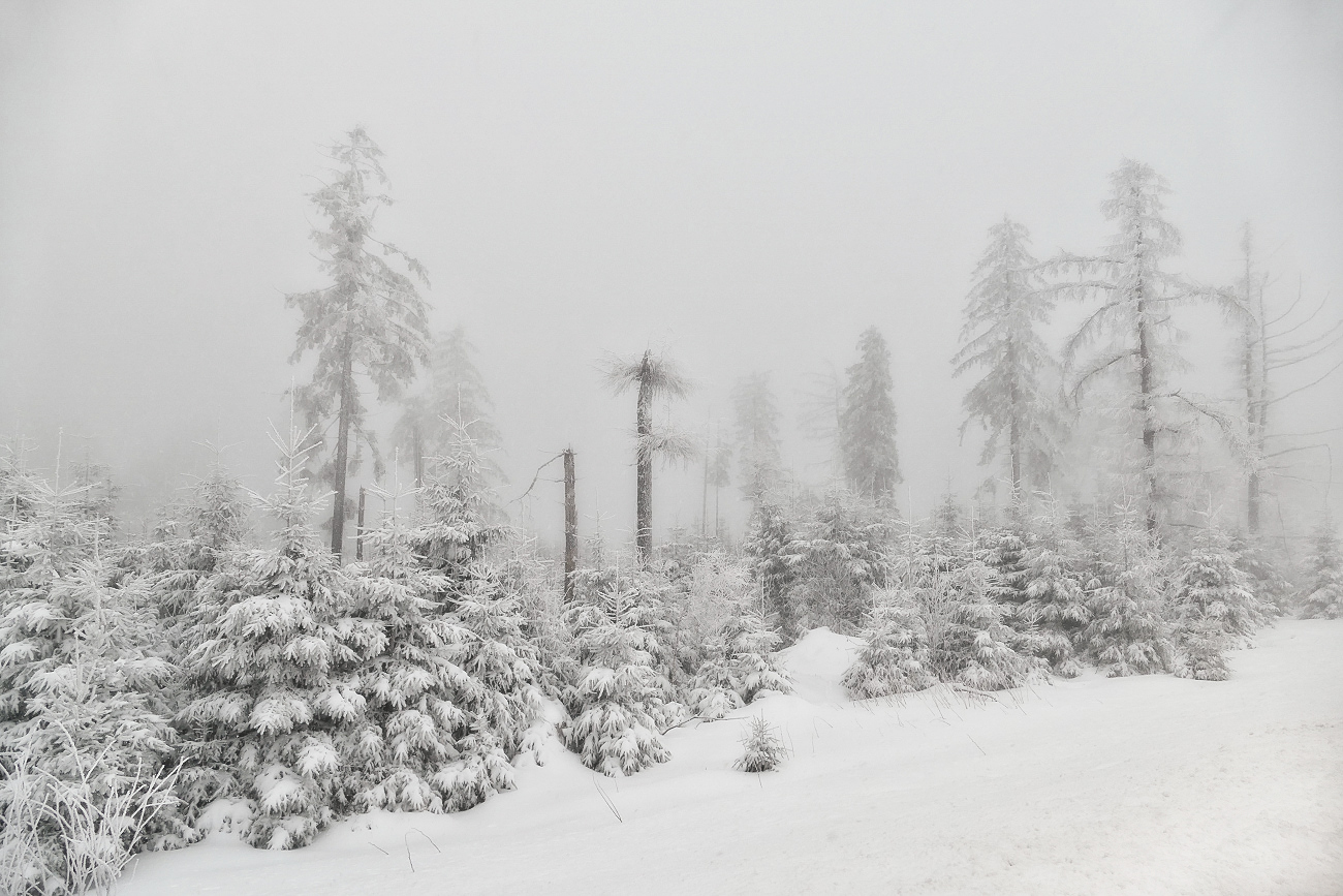 Bäume im Winter