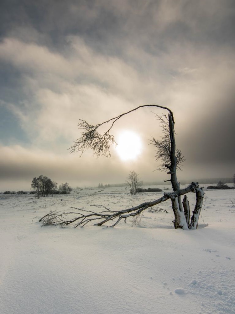 Winter im Hohen Venn