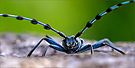 Alpenbockkäfer Portrait