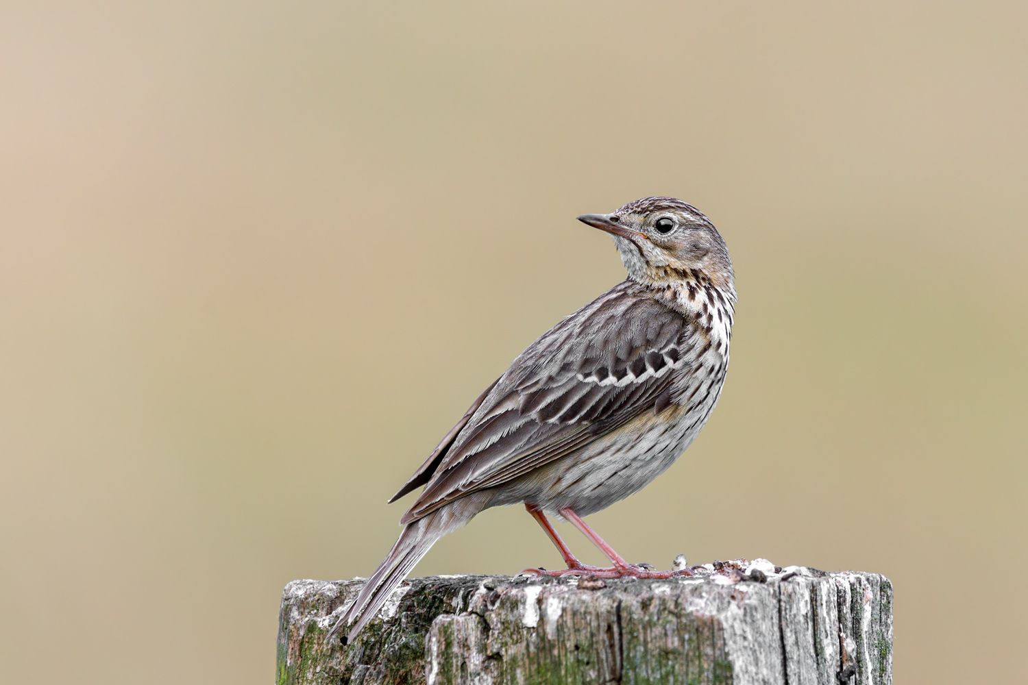 Anthus trivialis