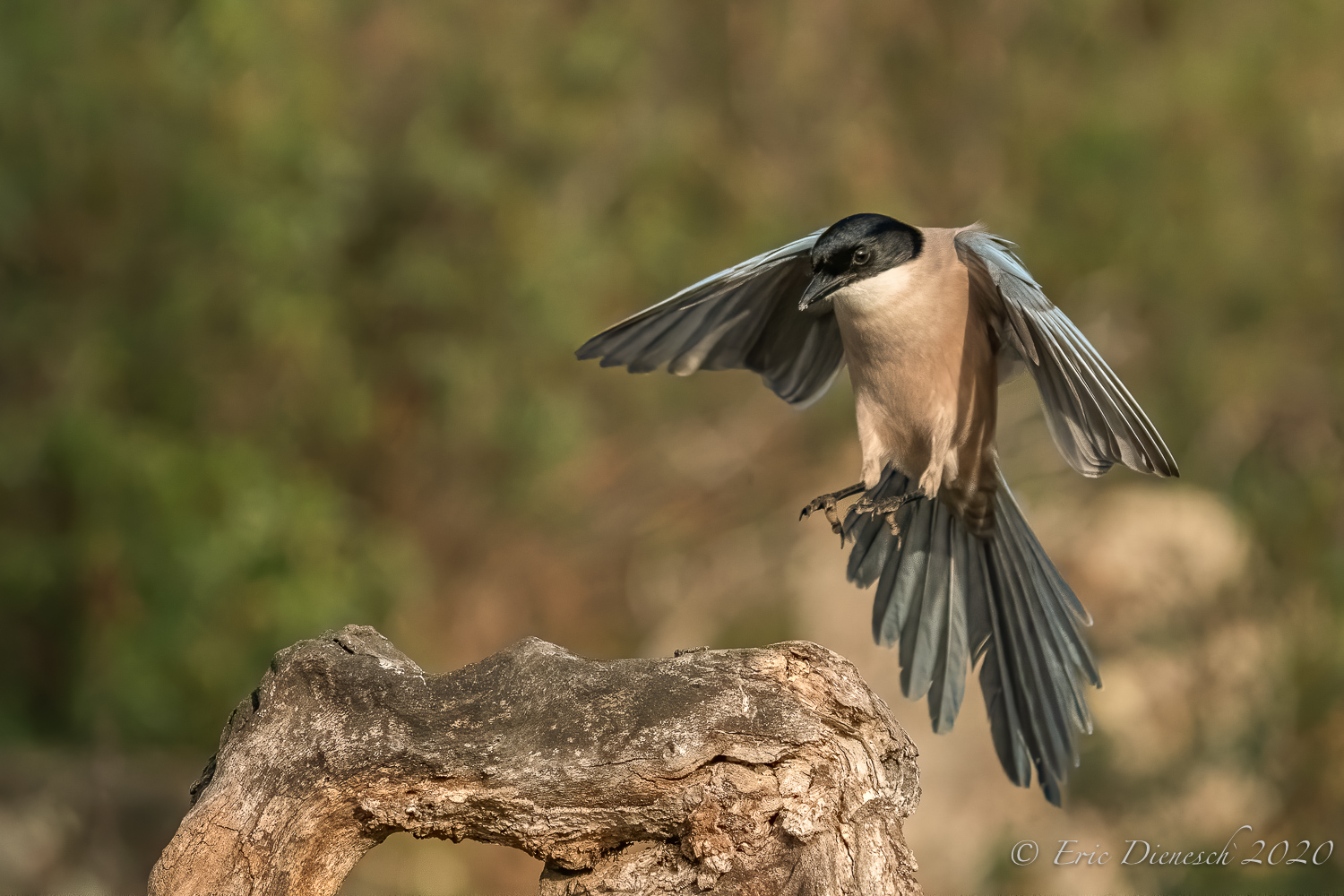 Blauelster im Anflug